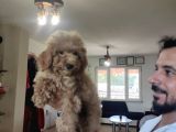 A Scr Muhteşem Toy Poodle  Yavrularimiz