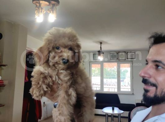 A Scr Muhteşem Toy Poodle  Yavrularimiz görsel