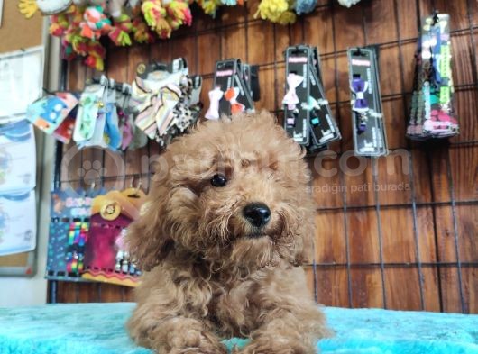 A Scr Muhteşem Toy Poodle  Yavrularimiz