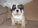 Üst Düzey İngi̇li̇z Buldog Yavrular