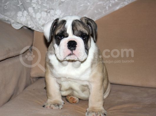 Üst Düzey İngi̇li̇z Buldog Yavrular görsel