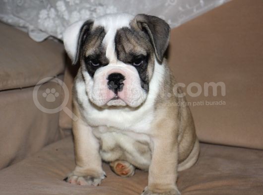 Üst Düzey İngi̇li̇z Buldog Yavrular görsel