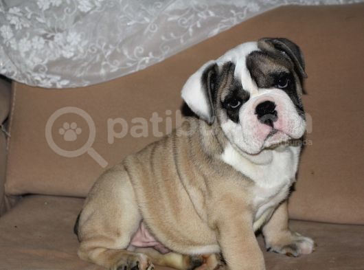 Üst Düzey İngi̇li̇z Buldog Yavrular