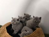 Blue British Shorthair Yavrular