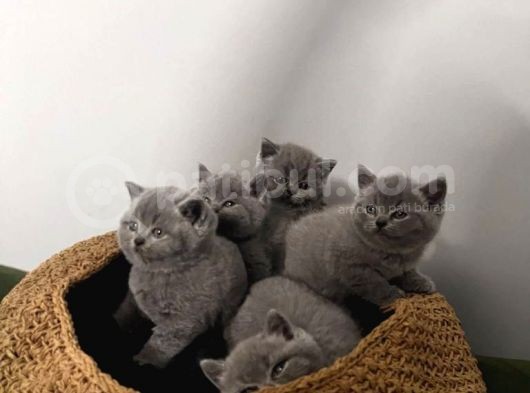 Blue British Shorthair Yavrular görsel