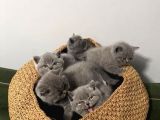 Blue british shorthair yavrular