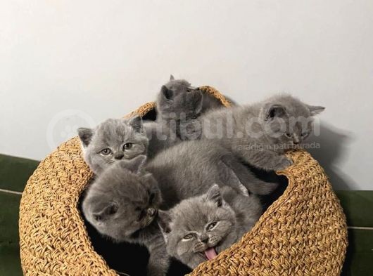Blue British Shorthair Yavrular
