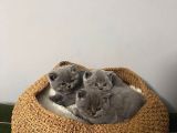 Blue British Shorthair Yavrular