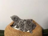 Blue British Shorthair Yavrular