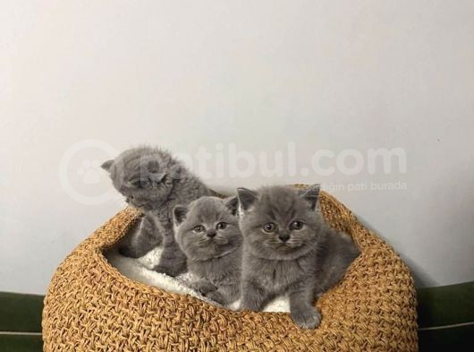 Blue British Shorthair Yavrular görsel
