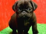 GÖZLERİNİZİ KAMAŞTIRACAK GÜZELLİKTE SİYAH DİŞİ ve ERKEK PUG