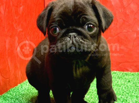 Gözleri̇ni̇zi̇ Kamaştiracak Güzelli̇kte Si̇yah Di̇şi̇ Ve Erkek Pug