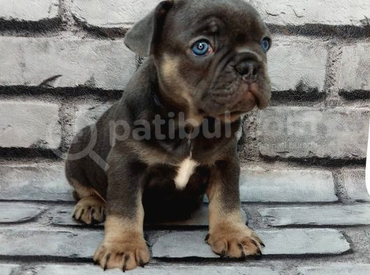 Efsane Güzelli̇kte Blue Tan Di̇şi̇ Ve Erkek Bebekleri̇mi̇z