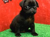 Gözleri̇ni̇zi̇ Kamaştiracak Güzelli̇kte Si̇yah Di̇şi̇ Ve Erkek Pug