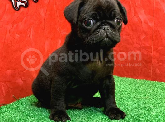 Gözleri̇ni̇zi̇ Kamaştiracak Güzelli̇kte Si̇yah Di̇şi̇ Ve Erkek Pug görsel