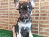 FRANSIZ BULLDOG CHOCO TAN ERKEK YAVRUMUZ