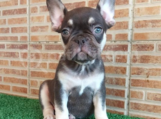 Fransiz Bulldog Choco Tan Erkek Yavrumuz