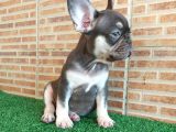 Fransiz Bulldog Choco Tan Erkek Yavrumuz