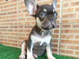 Fransiz Bulldog Choco Tan Erkek Yavrumuz