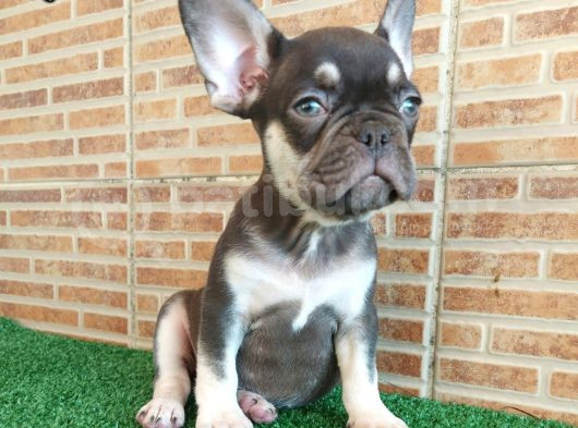 Fransiz Bulldog Choco Tan Erkek Yavrumuz görsel