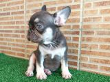 Fransiz Bulldog Choco Tan Erkek Yavrumuz