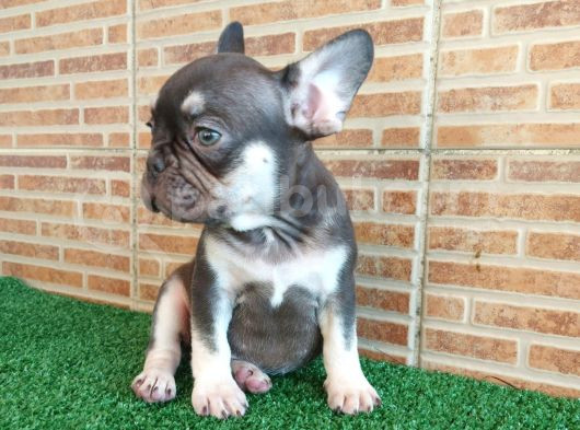 Fransiz Bulldog Choco Tan Erkek Yavrumuz görsel