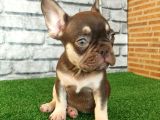 Fransiz Bulldog Choco Tan Erkek Yavrumuz