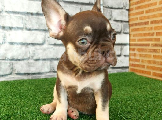 Fransiz Bulldog Choco Tan Erkek Yavrumuz görsel
