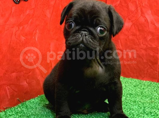Gözleri̇ni̇zi̇ Kamaştiracak Güzelli̇kte Si̇yah Di̇şi̇ Ve Erkek Pug görsel