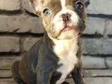 FRENCH BULLDOG BLUE PİED DİŞİ YAVRUMUZ
