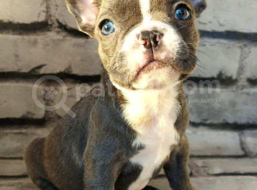 French Bulldog Blue Pi̇ed Di̇şi̇ Yavrumuz