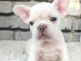 Mi̇cro Yapili Blue Tan Plati̇nyum Di̇şi̇ Ve Erkek Yavrularimiz