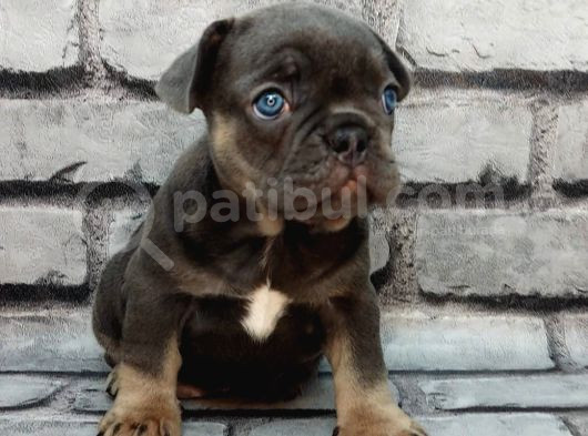 Efsane Güzelli̇kte Blue Tan Di̇şi̇ Ve Erkek Bebekleri̇mi̇z görsel