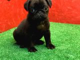 Gözleri̇ni̇zi̇ Kamaştiracak Güzelli̇kte Si̇yah Di̇şi̇ Ve Erkek Pug