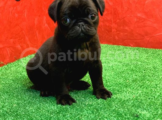 Gözleri̇ni̇zi̇ Kamaştiracak Güzelli̇kte Si̇yah Di̇şi̇ Ve Erkek Pug görsel