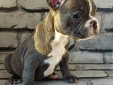 French Bulldog Blue Pi̇ed Di̇şi̇ Yavrumuz