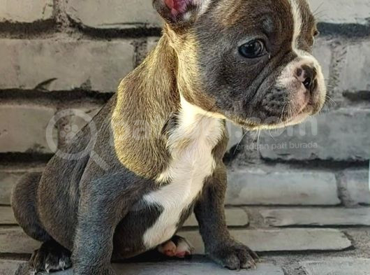 French Bulldog Blue Pi̇ed Di̇şi̇ Yavrumuz görsel