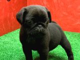 Gözleri̇ni̇zi̇ Kamaştiracak Güzelli̇kte Si̇yah Di̇şi̇ Ve Erkek Pug