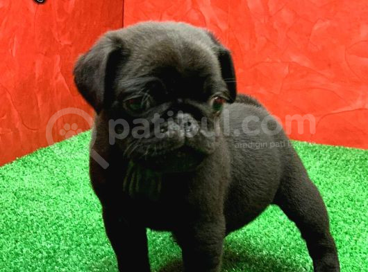 Gözleri̇ni̇zi̇ Kamaştiracak Güzelli̇kte Si̇yah Di̇şi̇ Ve Erkek Pug görsel