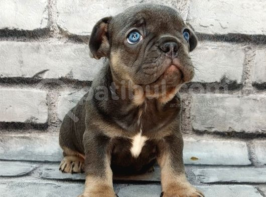 Efsane Güzelli̇kte Blue Tan Di̇şi̇ Ve Erkek Bebekleri̇mi̇z görsel