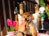 Orjinal Shiba Inu Yavrular