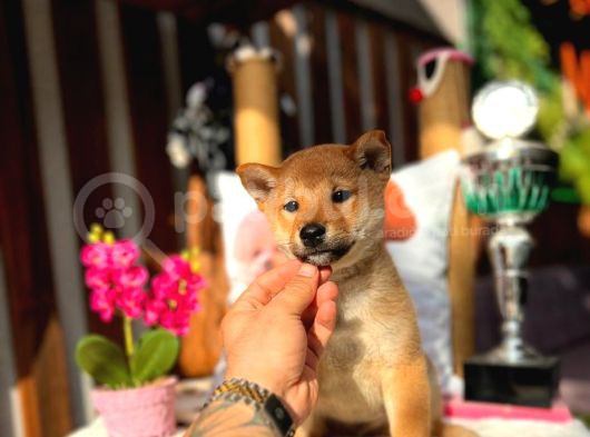 Orjinal Shiba Inu Yavrular görsel
