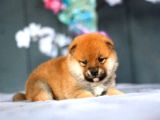 Yarışma Düzeyi Shiba -Inu Yavrular