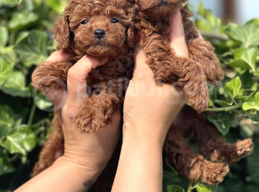 Babydoll Toy Poodle Yavrular