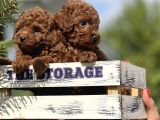 Babydoll Toy Poodle Yavrular
