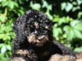 Özel Ve Nadir Renkteki Phantom Poodle Yavrularımız