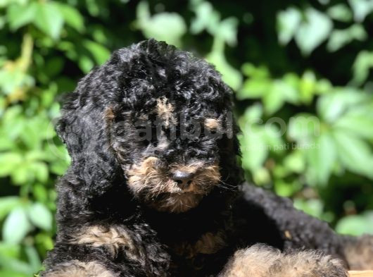 Özel Ve Nadir Renkteki Phantom Poodle Yavrularımız görsel