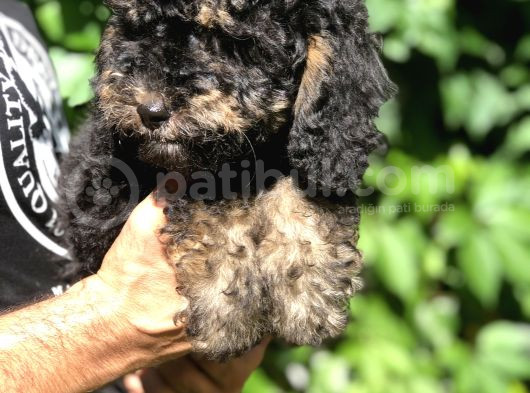 Özel Ve Nadir Renkteki Phantom Poodle Yavrularımız görsel