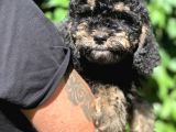 Özel Ve Nadir Renkteki Phantom Poodle Yavrularımız