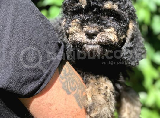 Özel Ve Nadir Renkteki Phantom Poodle Yavrularımız görsel